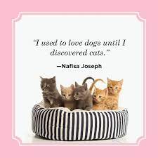 A pygmy lion who loves mice, hates dogs, and patronizes human beings. 25 Best Cat Quotes Funny Cat Quotes