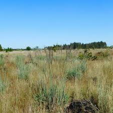 Image result for Acacia tenuispina