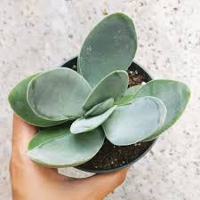 Image result for Crassula alticola