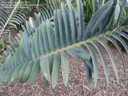 Image result for Encephalartos munchii