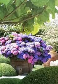 The Potted Hydrangea Planting Hydrangeas Growing Hydrangeas Plants