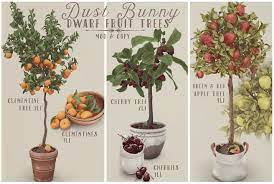Dwarf fruit trees serve as both decoration and producing fruits in a small space or garden. Second Life Marketplace Dust Bunny Dwarf Fruit Trees Full Set