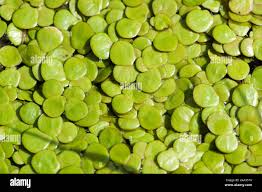 Image result for Spirodela