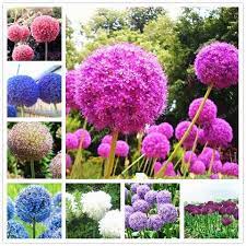 100 Pcs Bag Giant Onion Seed Allium Giganteum Allium Flower Beautiful Flower Seeds Outdoor Plants Plant For Flower Seeds Succulent Garden Diy Indoor Rose Seeds
