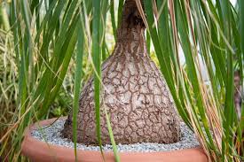 Image result for Beaucarnea recurvata