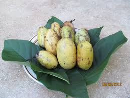 It's a favorite host plant of the zebra. Paw Paw So Easy To Grow So Delicious Just Fruits And Exotics
