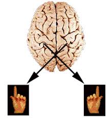 See if you can get it right first time. Neuroscience For Kids Hemispheres