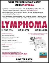 Contact your vet if you notice your dog has big lymph nodes. 13 Lymphoma In Dogs Ideas Lymphoma In Dogs Dogs Lymphoma