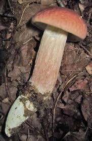 Image result for Xanthoconium separans