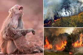 Las fotos de los incendios en la Amazonía que circulan en redes sociales y  que resultaron ser falsas - La Tercera