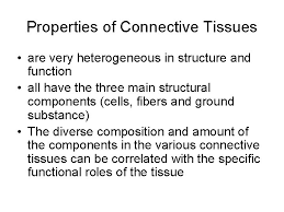 Connective Tissue Connective Tissue Responsible For Providing Structural