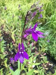 Image result for Lobelia fervens