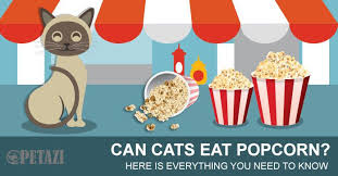 When mexicans used it for performing funerals. Can Cats Eat Popcorn Here Is Everything You Need To Know Petazi