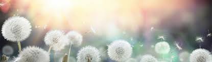 Image result for peaceful