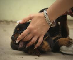 Check spelling or type a new query. Help My Puppy Keeps Biting Me Aggressively Pethelpful