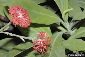 Image result for Kleinia fulgens