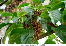 Image result for Hymenodictyon