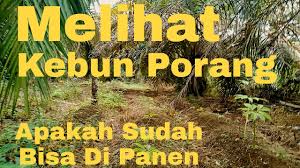 Tiba di jambi, irjen syafril nursal: Y9octmoar6qfzm