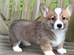The welsh corgi is a small type of herding dog that originated in wales. Pembroke Welsh Corgi Puppies For Sale Thorp Wi 299453