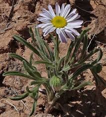 Image result for Erlangea remifolia