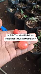 Image result for Hippocratea buchananii