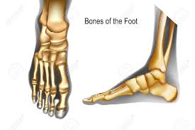 The ankle joint or tibiotalar joint is formed where the top of the talus (the uppermost bone in the foot) and the tibia (shin bone) and fibula meet. Bones The Of Foot Top And Medial View Realistic Skeleton Of Royalty Free Cliparts Vectors And Stock Illustration Image 125723641