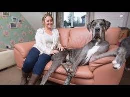 os presentamos a freddy el perro ma s grande a espectacular worlds biggest dog big dogs worlds largest dog