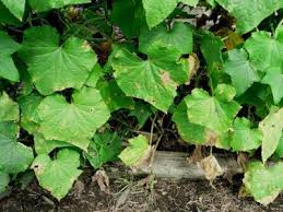Are your cucumber plants turning yellow? Why Do The Yellow Spots Appear On The Leaves Of The Cucumber