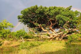 Image result for Lovoa swynnertonii