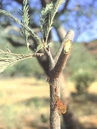 Image result for Eriosema shirense