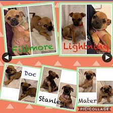 Maybe you would like to learn more about one of these? Eugene Or Pug Meet Pug Mix Puppies A Pet For Adoption