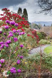Rhododendrons And Snowdonia Mountains Beautiful Gardens English Garden