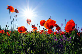 Knitters Wanted To Create Poppies For Remembrance Day War Memorial Better Homes And Gardens