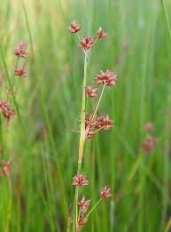 Image result for Cladium mariscus