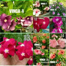 Pembayaran mudah, pengiriman cepat & bisa cicil 0%. Harga Bunga Vinca Terbaik Taman Perlengkapan Rumah April 2021 Shopee Indonesia