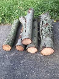 Wild cherry belongs to the genus prunus and is a member of the rose family wild cherry (prunus avium) is a deciduous tree growing to 30m and flowering april to may. Wild Cherry Score Today Firewood Hoarders Club