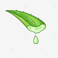 Hand Drawn Aloe Vector PNG Images, Aloe Vera Drops Hand Drawn Vector  Material, Aloe Original Solution, Dettol, Hand Painted PNG Image For Free  Download