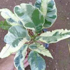 647 likes · 1 talking about this. Tanaman Hias Langka Puring Susu Puring Susu Shopee Indonesia