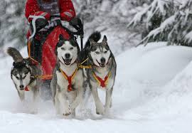 Jeden tag werden tausende neue, hochwertige bilder hinzugefügt. Husky Time Im Waldviertel Wald4tlerin