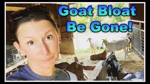 Goat Bloat Remedy 101 Youtube