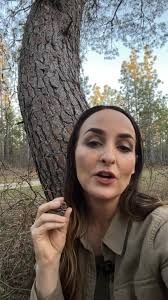 TERMINOLOGY TUESDAY 🌿 , w/ the Florida Native Plant Society!, Meet the  Sand Pine!, Sand Pine, Pinus clausa, Family: Pinaceae, Sand Pine is a small  to medium-sized species that can reach up to 60 feet ...