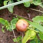 Image result for Anisophyllea quangensis