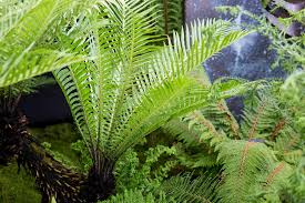 Image result for Blechnum punctulatum