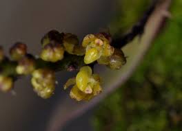 Image result for Ancistrorhynchus clandestinus