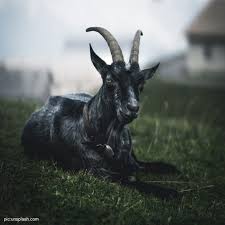 Maybe you would like to learn more about one of these? Kambing Hitam Sesawi Net