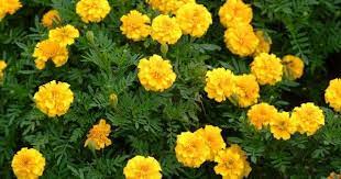 Worried Of Snakes These Plants Will Repel Snakes From Your Garden Garden Talk Nurserylive Wikipedia Plants Insect Repellent Plants Annual Flowers