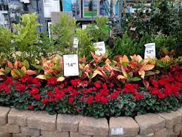 Lowe S 2513 Austin Tx With Seville Farms Plants Lowes Pansy Cyclamen Fall Flowers Gardeni Garden Center Displays Seasonal Displays Lowe S Garden Center