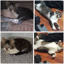 The waiters were all really friendly and polite, and they played traditional sitar music which was very relaxing. My Felix When First Found Him As A 6 Week Old Feral Kitten Compared To A Few Weeks Ago Unfortunately He Managed To Escape And Has Been Missing For 3 Weeks
