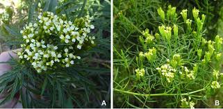 Image result for Pegolettia retrofracta