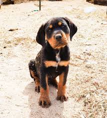 How old is portia the german shepherd mix? German Shepherd Puppies Flagstaff Az Bmo Show